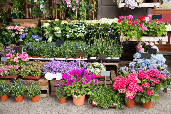 Bloemen en planten buiten Shop — Stockfoto
