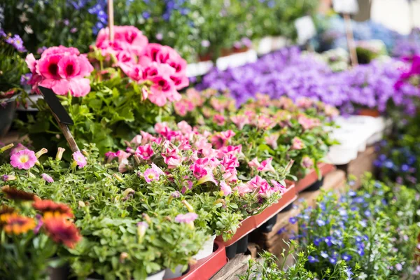 Közelkép a virágok és növények — Stock Fotó