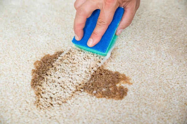 Hombre limpieza mancha en la alfombra con esponja —  Fotos de Stock