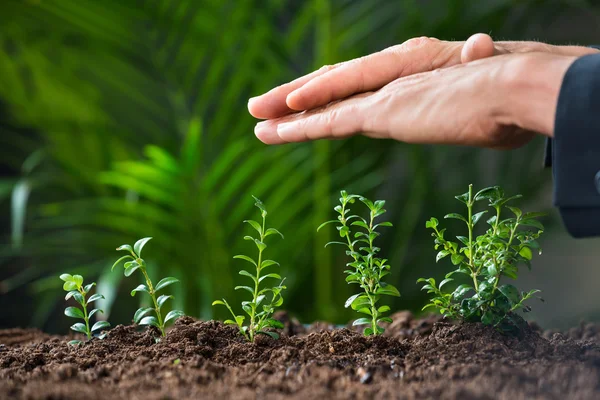 A föld növekvő növények védelme — Stock Fotó