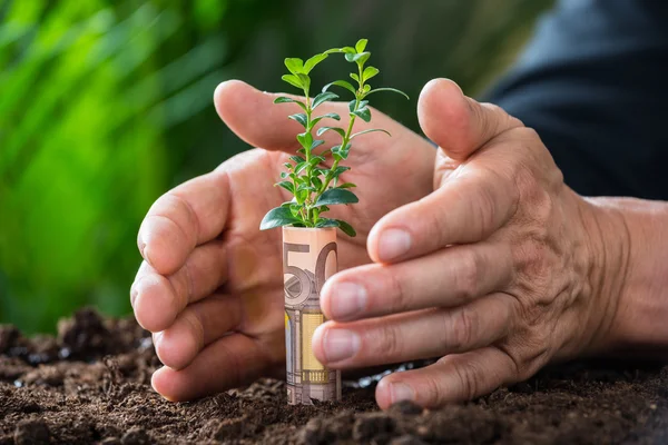 Podnikatel je ruce ochrana rostlin — Stock fotografie