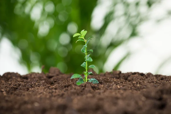 Planta creciendo en tierra — Foto de Stock