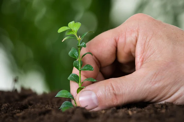 La mano del hombre plantando pequeño árbol — Foto de Stock