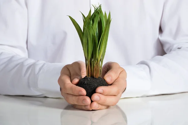 Businessman Holding Sapling — Stock Photo, Image