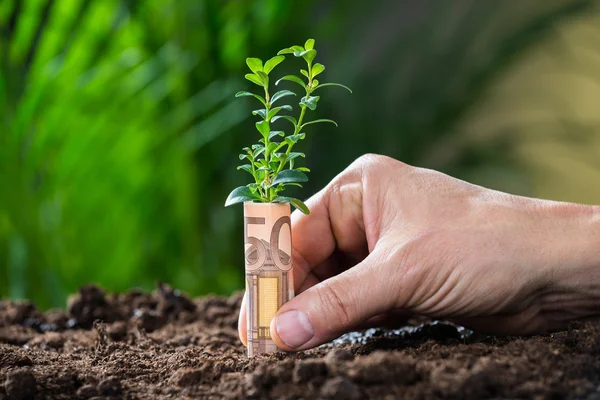 Planta de Proteção de Mãos de Empresário — Fotografia de Stock