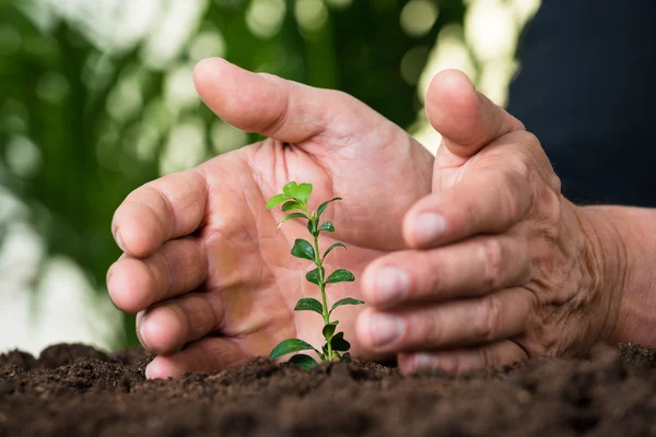 Mains d'homme d'affaires protégeant la plante — Photo