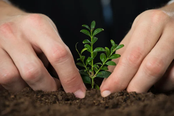 Mãos plantando pequena árvore — Fotografia de Stock