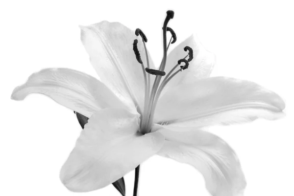 Fleur de Lilly blanche isolée sur blanc — Photo