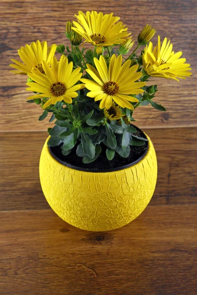 Yellow osteospermum flowers — Stock Photo, Image