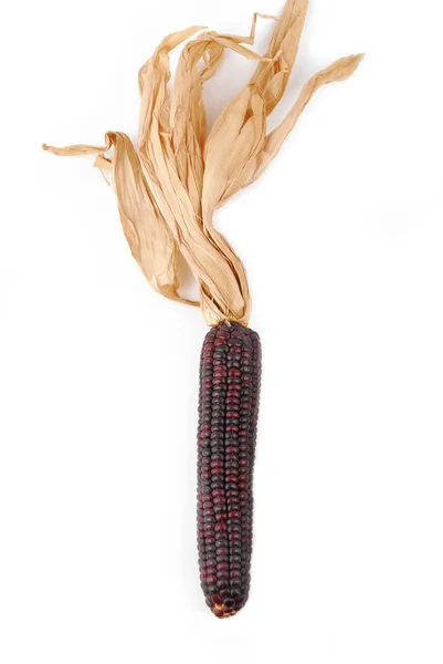 Mazorca maíz indio aislado —  Fotos de Stock