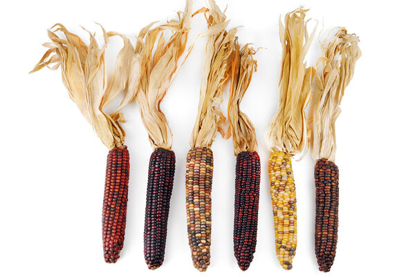 Cob corn Indian isolated