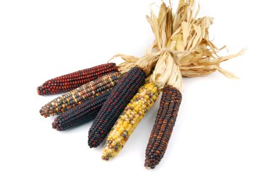 Cob Mısır izole Hint
