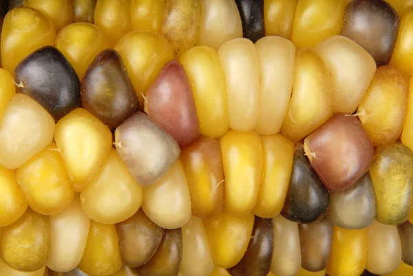 Kolby kukurydzy Indian makro — Zdjęcie stockowe