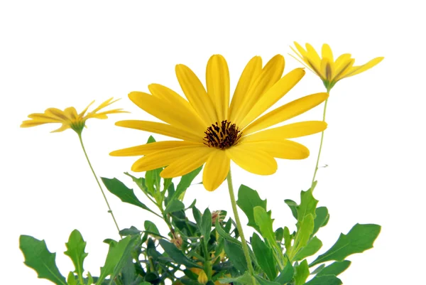 Yellow daisy Osteospermum — Stock Photo, Image