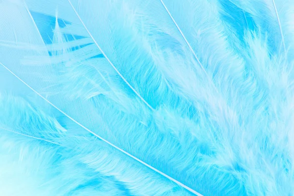 Feather macro texture — Stock Photo, Image