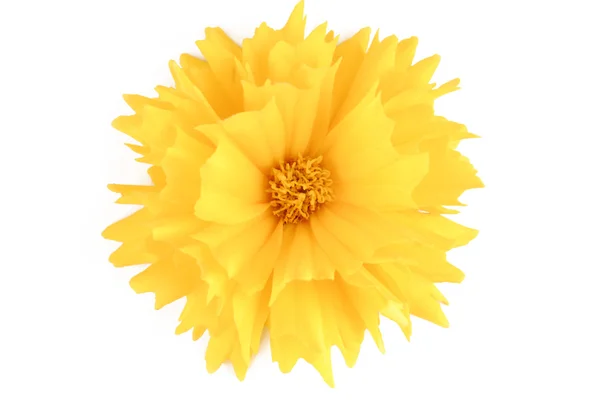 Yellow flower coreopsis  isolated on white — Stock Photo, Image