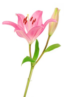 Lilly çiçeği beyazda soyutlanmış