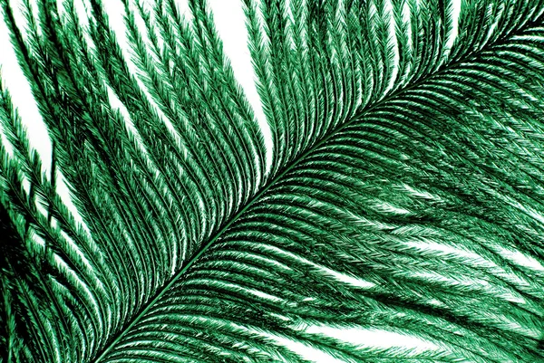 Textura de plumaje de plumaje verde — Foto de Stock