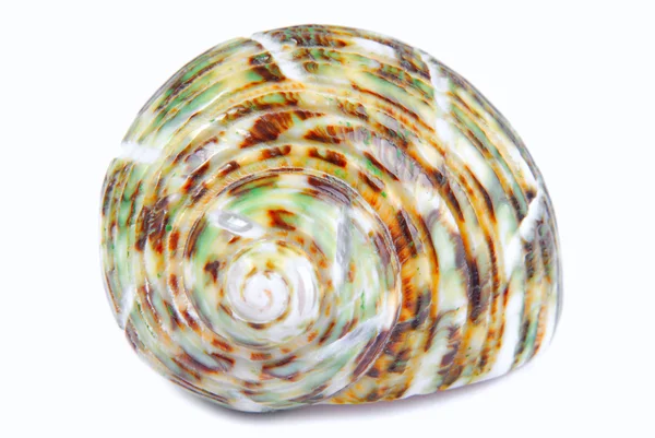 Seashell shell isolated on white background — Stock Photo, Image