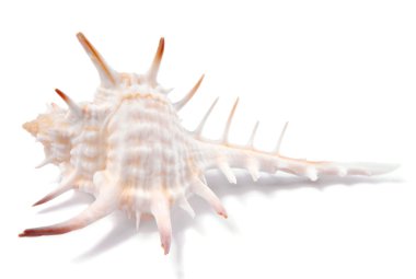 Deniz kabuğu kabuk izole