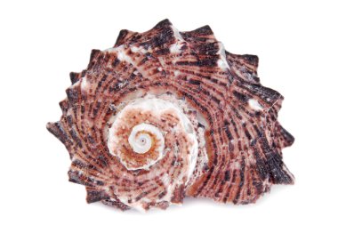 Deniz kabuğu kabuk izole