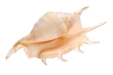 Deniz kabuğu kabuk izole