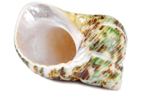 Seashell shell isolated — Stock Photo, Image