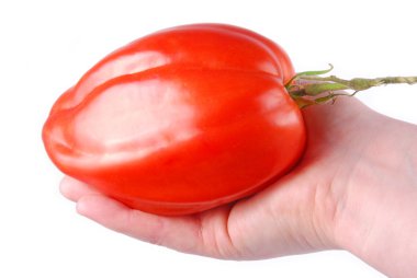 Hand holding big tomato clipart