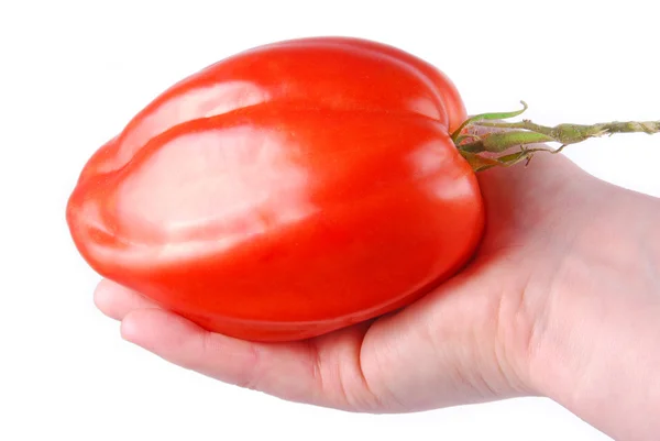 Hand holding big tomato — Stock Photo, Image