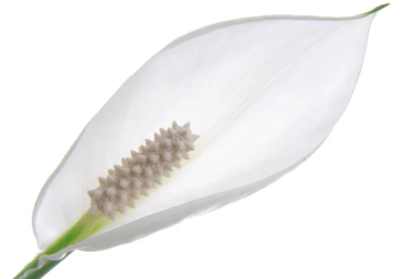 Spathiphyllum bloem geïsoleerd op wit — Stockfoto