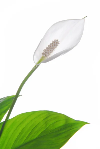 Spathiphyllum цветок изолирован на белом — стоковое фото