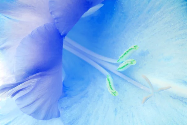 Sammanfattning av blomma makro konsistens — Stockfoto