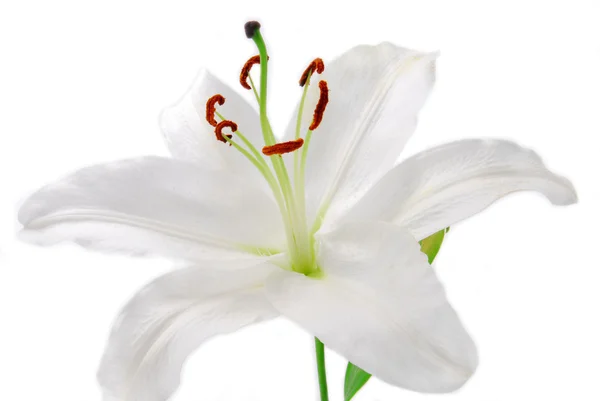 Bílý Lilly květ izolovaných na bílém — Stock fotografie