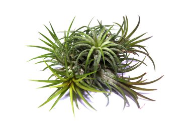 tillandsia hava bitki üzerinde beyaz izole