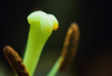 Soyut dekoratif çiçek 