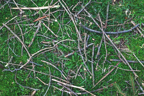 Hierba verde y ramas — Foto de Stock