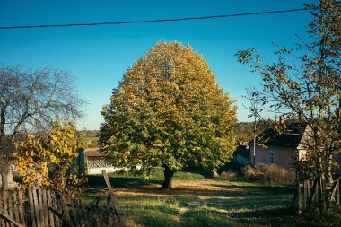 Sırbistan 'da sonbaharda güneşli bir günde kırsal bir evde güzel büyük bir ağaç.