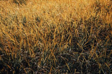 Sonbahar otlarının ayrıntıları, manzarayı kapatın..
