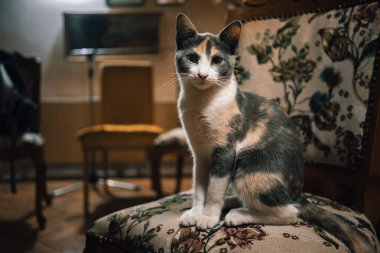 Evdeki bir odada, bir sandalyede genç bir kedinin portresi..