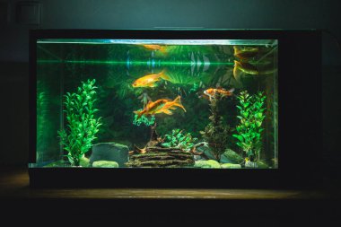 Karanlık oda akvaryumunda balık, detayları kapat..