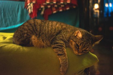 Oturma odasında kedi gibi, yaşam tarzı ayrıntıları..