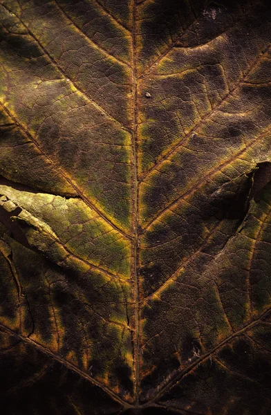 Texture des feuilles d'automne — Photo