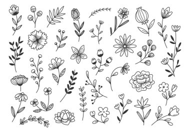 Beyaz arkaplanda izole edilmiş çeşitli çiçekler