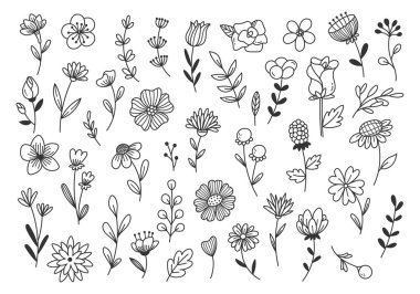 Beyaz arkaplanda izole edilmiş çeşitli çiçekler