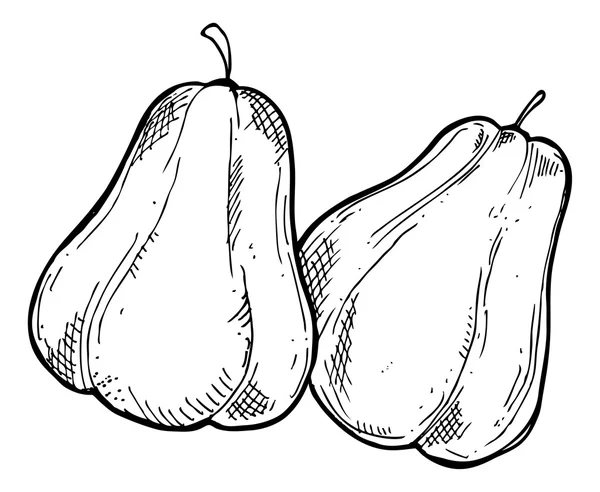 Sketchy Squash Verduras — Vector de stock