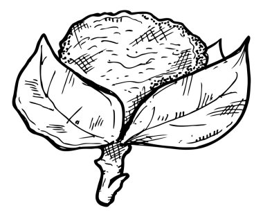 Doodle tarzı lahana