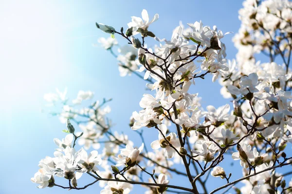 White magnolia blossom — Stock Photo, Image