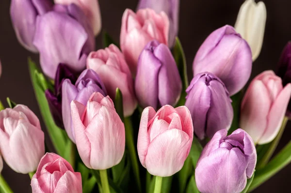 Bunte Tulpen in Nahaufnahme — Stockfoto