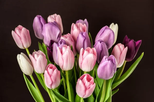 Colorful tulips close-up — Stock Photo, Image