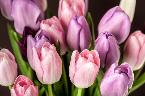 Colorful tulips close-up — Stock Photo, Image